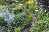 Path through densely planted borders at East Lambrook Manor Garden in May