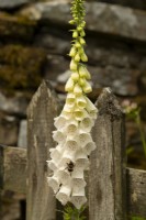 A bee on Digitalis 'Camelot Cream' - Foxglove  in the cottage garden at the White House in Countersett, Yorkshire