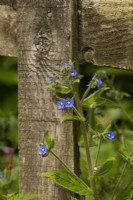 Green Akanet Pentaglottis sempervirens - Bugloss, a wildflower growing next to the wooden fence at the White House.