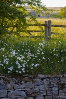 Leucanthemum vulgare - Ox Eye Daisy next to a fence and hay meadow