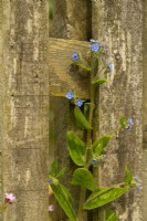Green Alkanet Pentaglottis sempervirens - Bugloss growing next to a rustic wooden fence
