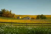 A traditional stone barn in the hay meadow and Leucanthemum vulgare - Ox Eye Daisies along a fence behind the White House 