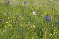 Narcissus Pheasant Eye, Camassia quamash, buttercups and other wildflowers and grasses grow in a wildflower strip at Lewis Cottage, NGS Devon garden. Spring.