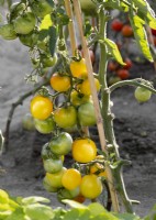 Tomatoes ripening green to yrllow on vine, Solanum lycopersicum, summer July