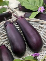 Harvested aubergines, Solanum melongena Money Maker No. 2 F1, summer August