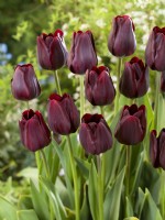 Tulipa Double Late Black Bean, spring May