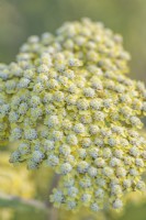 Achillea 'Marmalade' flowering in Summer - July