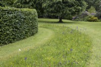 A wildflower strip is grown between mowed areas of lawn. Lewis Cottage, NGS Devon garden. Spring.