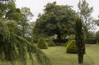 Topiary conifers set in lawn. Lewis Cottage, NGS Devon garden. Spring.