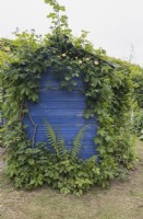 Virginia Creeper and Rosa Gloire de Dijon grow over a blue wooden shed. Lewis Cottage, NGS Devon garden. Spring.