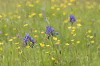 Camassia quamash, buttercups and other wildflowers and grasses grow in a wild flower strip. Spring.