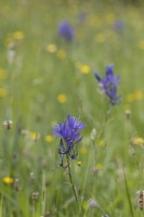Camassia quamash, buttercups and other wildflowers and grasses grow in a wildflower strip. Spring.