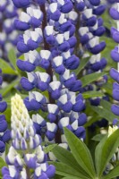 Lupinus Persian Slipper. Close up. Flowers and foliage.  Spring.