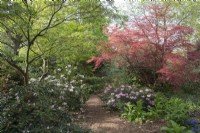 Acer palmatum 'Shin-deshojo' tree on right with Rhododendron degronianum - May