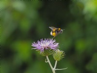 Buff-tailed bumblebee  Bombus terrestris in flight  feeding on Galactites tomentosa purple milk thistle June
