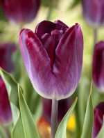 Tulipa Triumph Kansas Proud, spring May