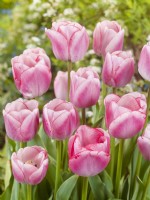 Tulipa Triumph Hugs and Kisses, spring May