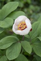 Paeonia wittmanniana hybrids - May