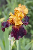 Iris 'Supreme Sultan' with water droplets - June
