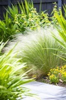 Stipa tenuissima - Pony tails grass
