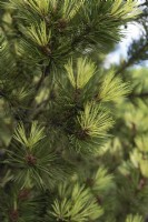 Pinus mugo 'Misty' Swiss mountain pine
