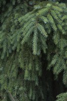Picea omorika 'Pendula' Serbian spruce