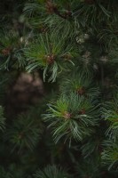 Pinus parviflora 'Dai-ho' five-needle pine