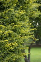 Taxus baccata 'Moseri Aurea'' European yew
