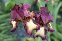 Iris 'Provencal' with water droplets - June
