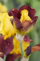 Iris 'Andalou' with water droplets - June