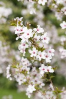 Prunus incisa - Fuji Cherry - Spring