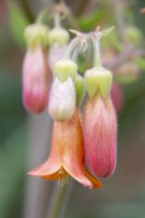 Kalanchoe pubescens flowers - March