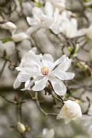 Magnolia stellata 'Two Stones' - April