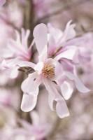 Magnolia x loebneri 'Leonard Messel' - Spring