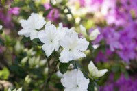 Rhododendron 'Niagara'