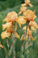 Iris 'Piroska' with water droplets - June