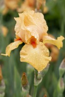 Iris 'Piroska' with water droplets - June