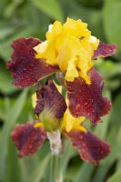Iris 'Andalou' with water droplets