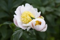 Paeonia lactiflora 'Cream Puff'