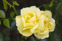 Rosa Flower Carpet Gold 'Noalesa' - June