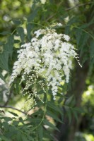 Sorbaria tomentosa var angustifolia - July