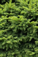 Picea abies 'Brabant' Norwegian spruce
