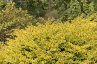 Taxus baccata 'Corleys coppertip' European yew