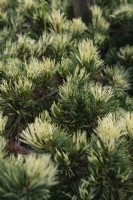 Pinus parviflora 'Shikoku' five-needle pine