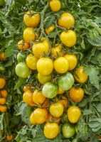 Ripening tomatoes on a plant, Solanum lycopersicum Zolotaya Dolina GS-Miass, summer July