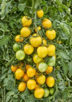 Ripening tomatoes on plant, Solanum lycopersicum Zolotaya Dolina GS-Miass, summer July