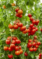 Ripe tomatoes on a plant, Solanum lycopersicum Vernye Druzya GS-Miass, summer July