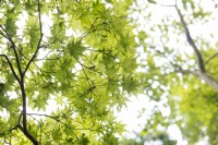 Acer Palmatum 'Reticulatum' Japanese Maple. 