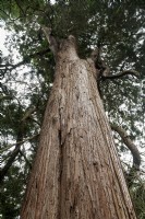 Chamaecyparis pisifera 'Plumosa aurea' Sawara cypress