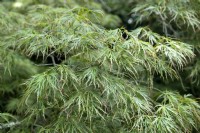 Acer Palmatum purpureum 'beni-shidare' Japanese Maple. 